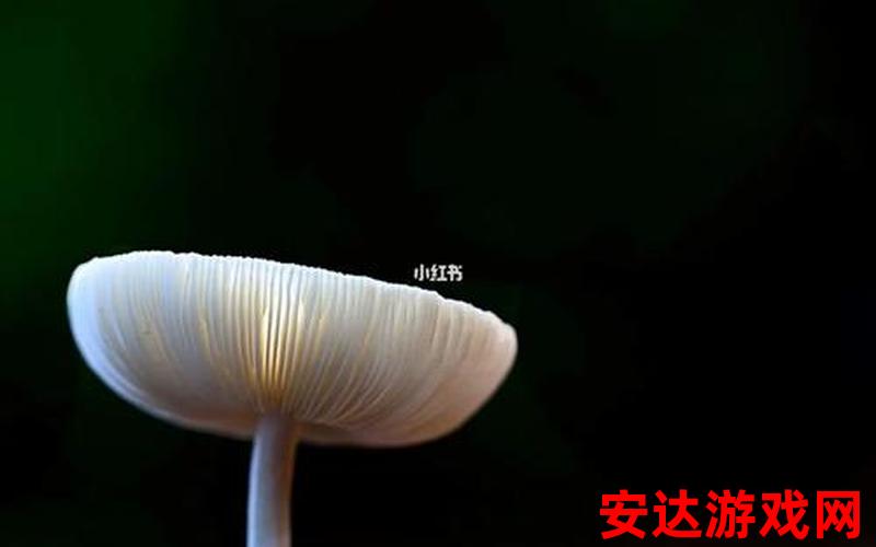 蘑菇mushroom：蘑菇mushroom，是一种神奇的食材吗？