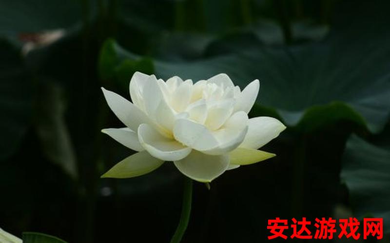 白莲花图片：白莲花图片：如何欣赏这美丽的花朵？