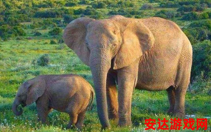 大象 吨：大象吨是如何计算的？