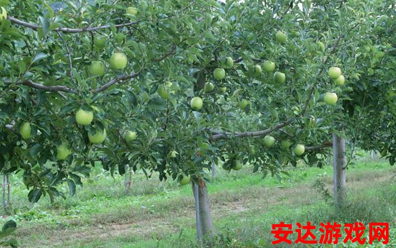 青苹果山：青苹果山是什么？